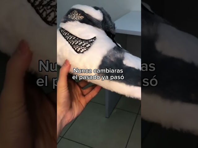 Vídeo relacionado con RoPox Pantuflas de Algodón Personalizadas, Personalizables con fotos y texto, suelas de Goma antideslizantes el interior de los zapatos Furry, Regalos Personalizados para Familiares y Amigos