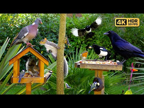 🔴 Cat TV for Cats to Watch | Videos For Cats 😺 Summer Birds & Squirrels on the Bird Table ⭐ 24/7 4K