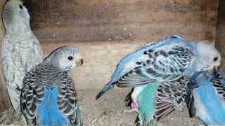 Download lagu Sukses budidaya burung Parkit omset jutaan rupiah mp3