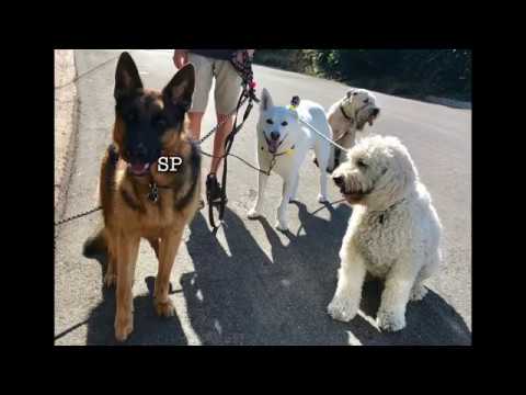 Here Rover - Dog Walking video.