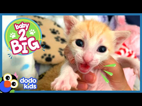 Rescuer Acts Like Mama Cat To Raise Baby Kittens | Baby 2 Big | Dodo Kids