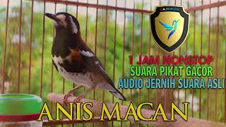 Download lagu PANCINGAN 1 JAM BIKIN ANIS MACAN AGAR GACOR LUAR BIASA mp3 Download lagu PANCINGAN 1 JAM BIKIN ANIS MACAN AGAR GACOR LUAR BIASA mp3