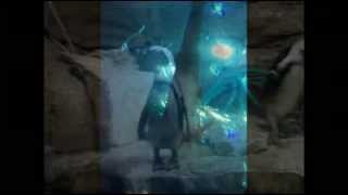 Our Trip to Montery April of 2007 (Music: The Hand, The Furnace, The Straight Face  by Project 86)