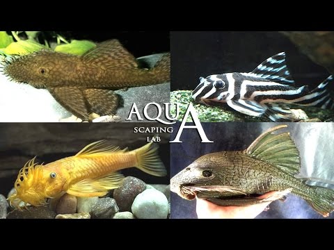 Aquascaping Lab - Ancistrus, Bushynose, Bristlenose Plecos Catfish description / pesce pulitore info