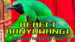 Download lagu MASTERAN CUCAK IJO BANYUWANGI BEBECI SAMBUNG TEMBAKAN mp3