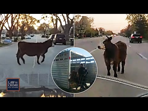 Senior Prank Gone Wrong: Cops Work to Corral a Cow Set Loose by High School Students