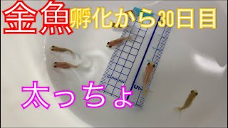 《金魚》孵化から30日目！長かったような短かったような日々！