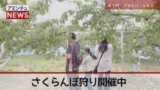 【アミンチュニュース】アグリパーク竜王 さくらんぼ狩り開催中