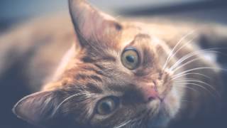 Sia - Footprints - HQ AUDIO with LYRICS - SOUNDVIBESRECORDS