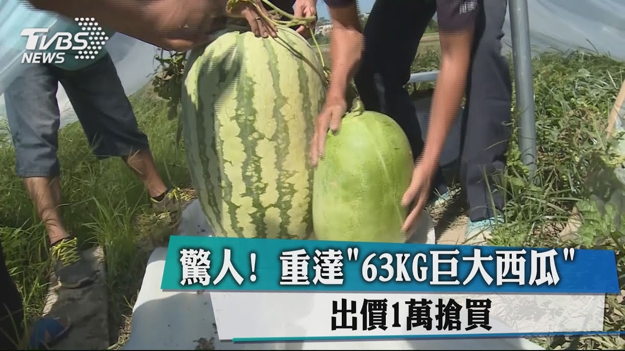 驚人！　重達63KG巨大西瓜出價1萬搶買