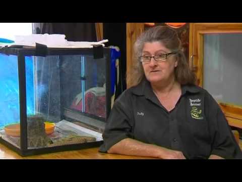 !!TEEN BITTEN BY TAIPAN, WORLD'S MOST DANGEROUS SNAKE!!