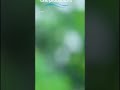 Rakesh143 Babushan Shivani Odia Romantic 4k Full Screen Whatsapp Status Video