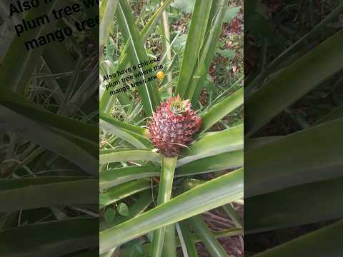 #garden#gardening #momlife#mango#banana#more #gardenplants#gardentour #growagarden #subscribe