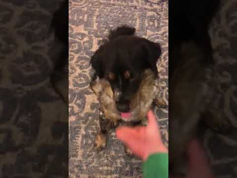 Knoxx, an adopted Australian Shepherd Mix in Palatine, IL_image-1