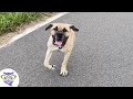 Perros, Gatos y más animales domésticos 5 Video thumbnail