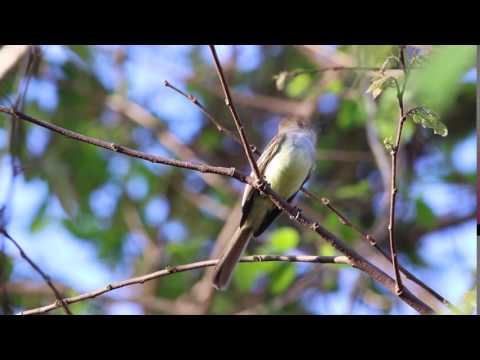 Postriežkar hnedochochlatý (Myiarchus tyrannulus) — hlas a správanie v prírode
