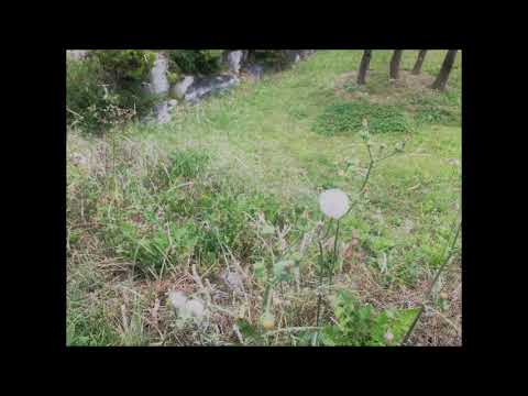 Mozart  Così fan tutte, K.588 ( k. böhm )