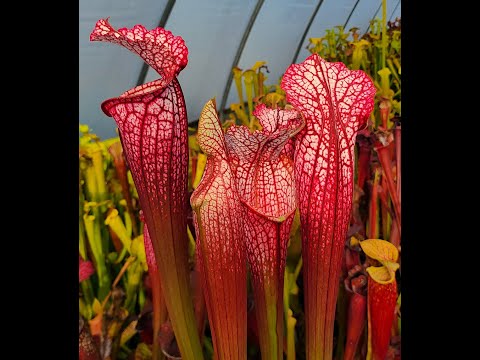 Sarracenia "Daisy Jae" at FlytrapStore