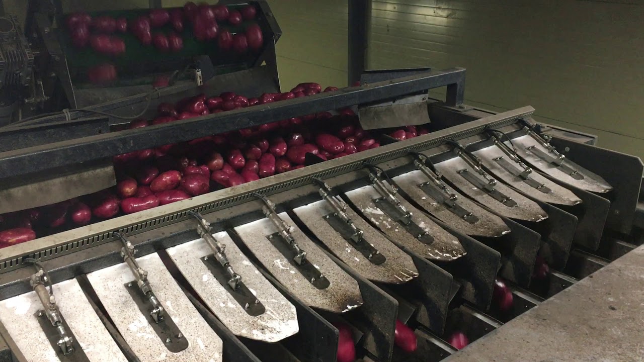 Упаковочная линия для картофеля производительностью до 27 тонн в час