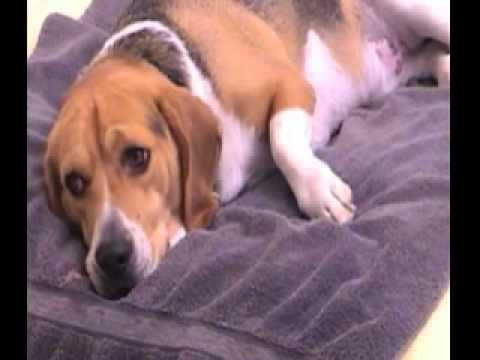 Za dobrotu na žebrotu