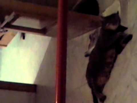 9tita dyali-mi gato-my cat