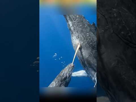Whale மீன்கள் இப்படி தான் பால் கொடுக்கும் !!