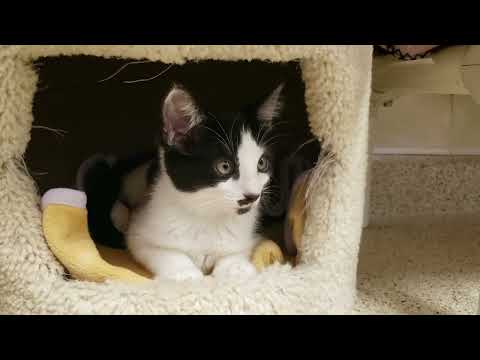 Shelter Kitten Naima Surveys Her Domain Within the Safety of Her Throne! [REAL]