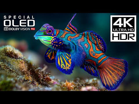 OLED TEST | Amazing Dolby Vision 4K HDR 60fps