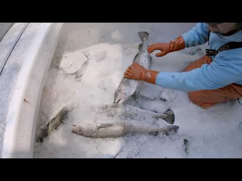 Delivering Our West Side Catch