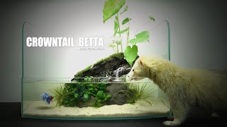 How To MakeCrowntail Betta Fish Waterfall Aquascape