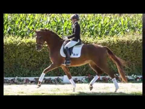 18 Viva la Vida  Stute v. Vitalis - Fidermark