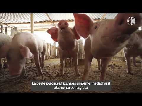 , title : 'La respuesta a la peste porcina africana en las Américas'