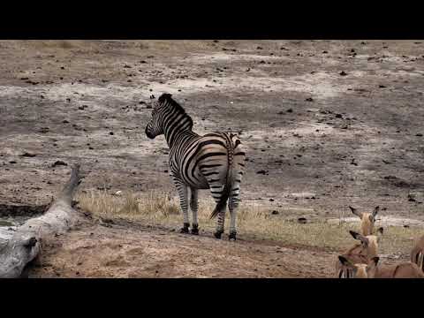 Djuma: Zebras, Impalas and lone Warthog at pan together - 08:44 - 10/20/18