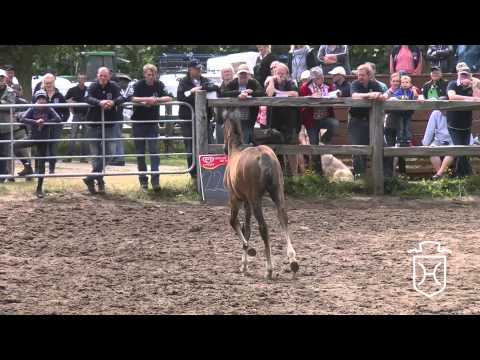 NF220 Stutfohlen von Livello   Sir Shostakovich xx   Ronald Apple Geräte HD Höchste Qualität