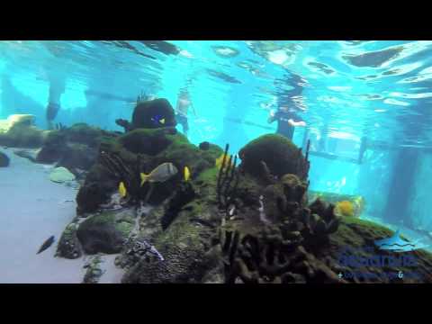 $53 for Aquarium Admission and Snorkel Adventure at Long Island Aquarium Through July 31 ($89.45 Value) - Second Medium