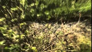 legologolego - the human remains