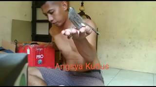 Download lagu Trucukan Lepas Sangkar Gacor Koleksi Angsya Kudus mp3