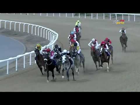 Darius Du Paon - Derristown Stud Hcp