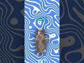 Origin Of Happy Happy Happy Cat Meme Shorts Memes