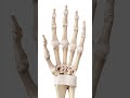 Most Piano Players Don T Know The Real Reason Why We Play With Curved Fingers