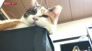 三毛猫フミちゃん  LIVE配信 #2  2026年9月6日　calico cat　(LIVE stream)