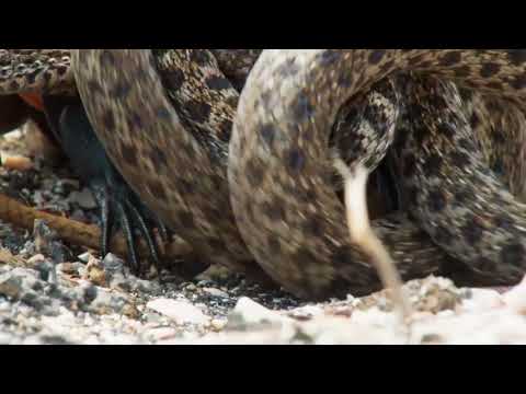 Rogalski Project 4 Final