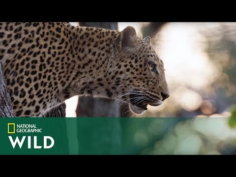 Lamparcica opanowała niezwykłą technikę zasadzki w biały dzień! [Zemsta Lamparta]