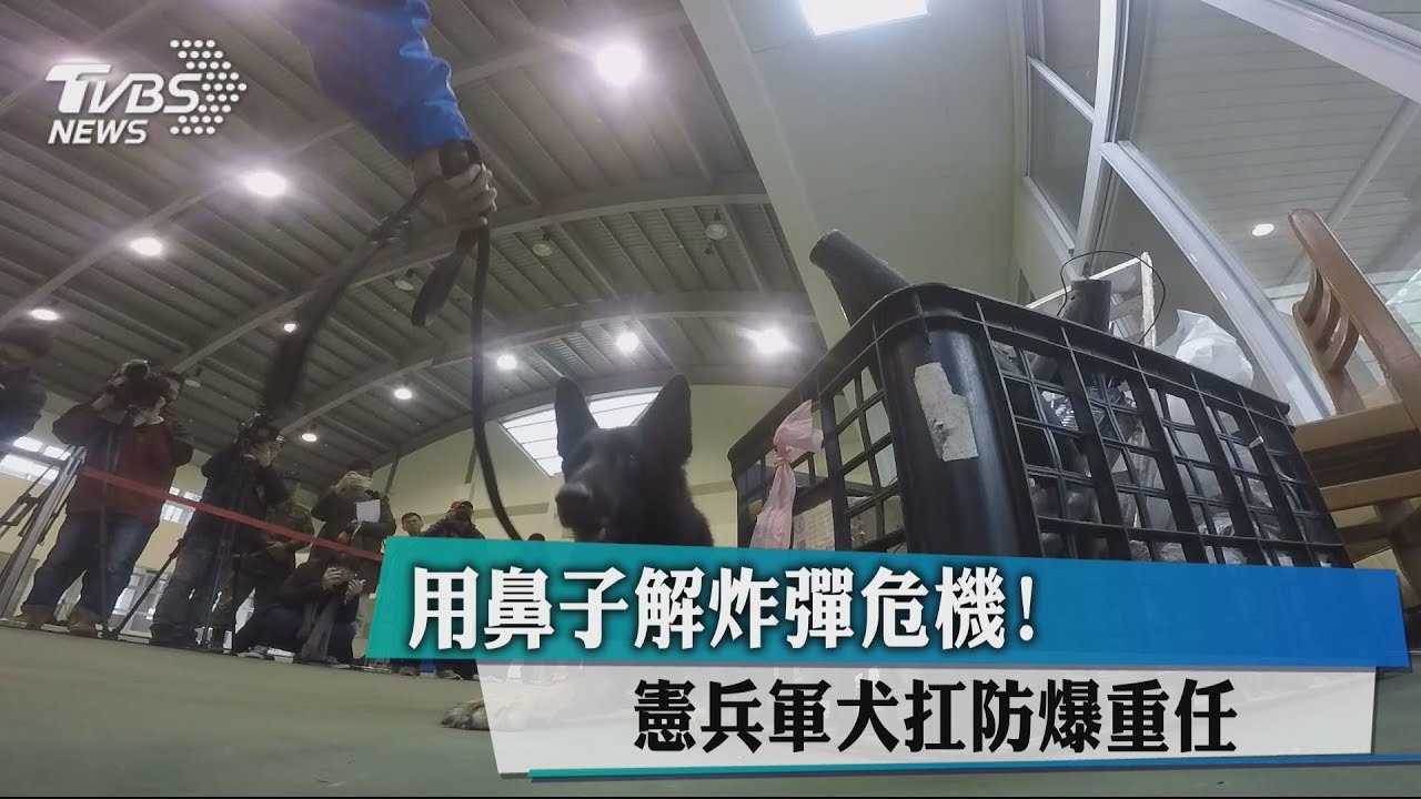 用鼻子解炸彈危機! 憲兵軍犬扛防爆重任