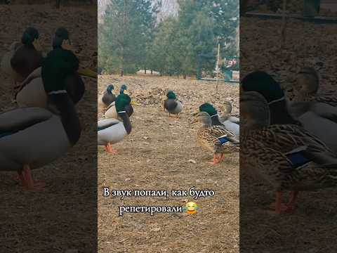 Разборки... или птичий базар в натуре🤣🤣🤣 #video #alessandro_farrini #приколы #смешновидео