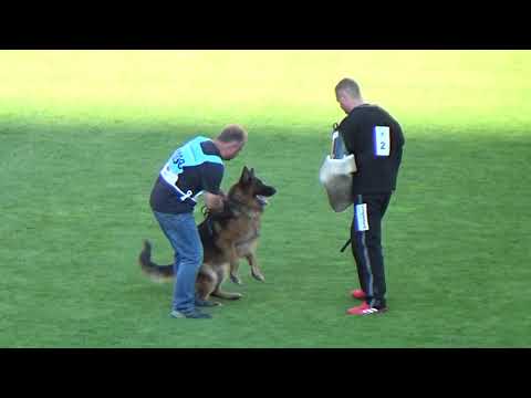 2021 SV BSZS TSB 1008 EZ Maximus v d Mauritshoek