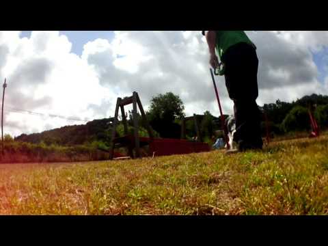 Sookie (7 months) - Agility trainning