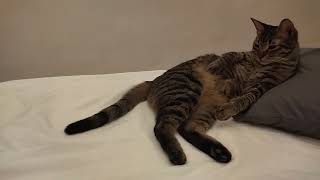 Reluctantly trying to go to sleep at 1am, Venice, Italy - October 1st, 2023 @italy4suitcasesandacat