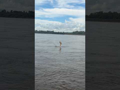 Hermoso Dorado🤯 en Salto chico !!! (Concordia , Entre Rios)