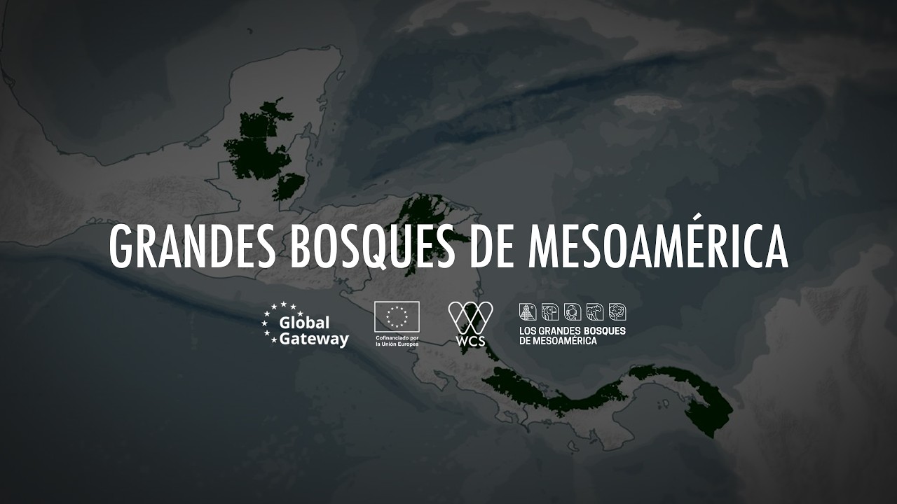 Los 5 Grandes Bosques de Mesoamérica | The 5 Great Forests of Mesoamérica | #DíaMundialMadreTierra